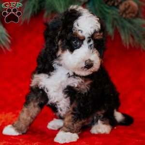 Berti, Mini Bernedoodle Puppy